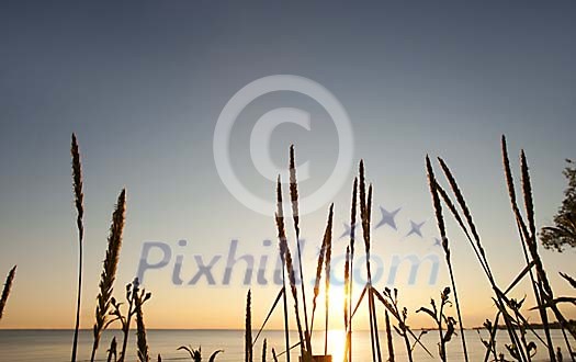 Hay by the sea in front of sun