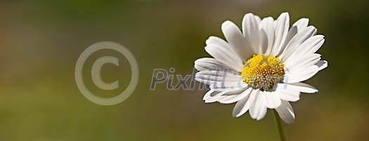 Close-up of lonely daisy