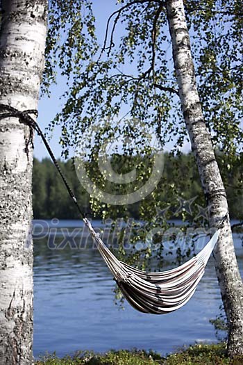Black and white srtriped hammock hanging from birches