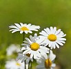 Daisies on a sunny meadow