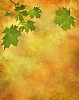 Maple leafs against autumn colors background