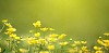 Field of buttercups