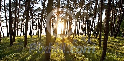 Forest In A Sunset