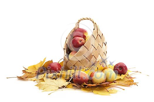 Basket full of apples on the maple leaves Basket full of apples on the maple leaves