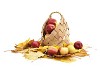 Basket full of apples on the maple leaves