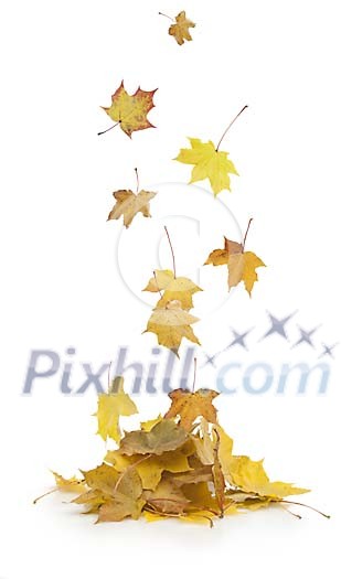 Maple leaves falling from above Maple leaves falling from above