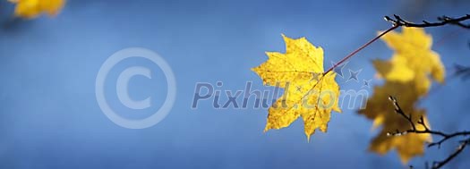 Last maple leaves left to the branch Last maple leaves left to the branch