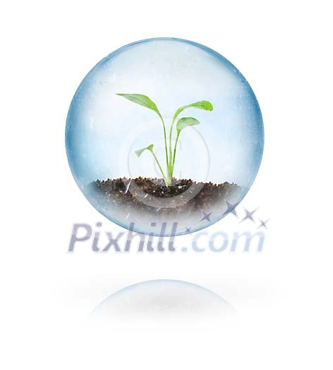 Plant growing in the bubble