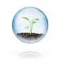Plant growing in the bubble