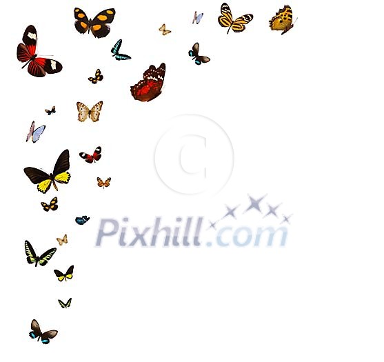 Butterfly frame on a white background