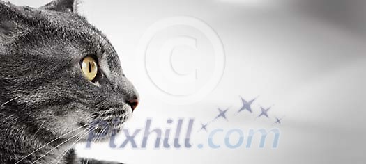 Grey cat stearing Grey cat stearing