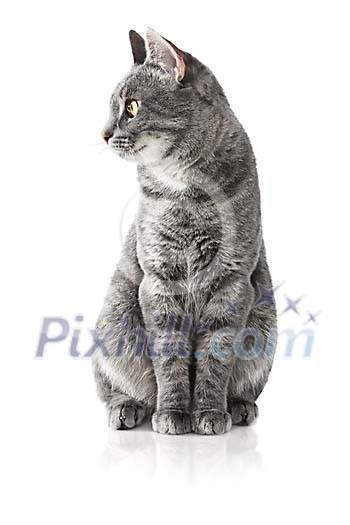 Grey cat sitting in white space Grey cat sitting in white space