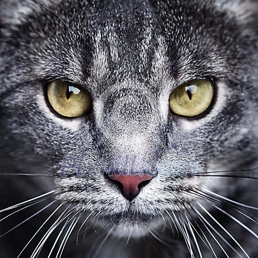 Close-up of cats face