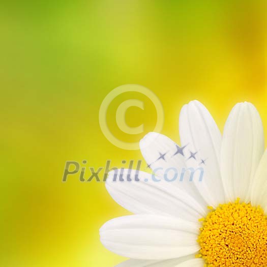 Cropped daisy on a colorful background