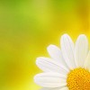 Cropped daisy on a colorful background