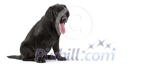 Black labrador sitting on white space