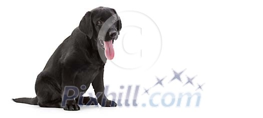 Black labrador sitting on white space Black labrador sitting on white space