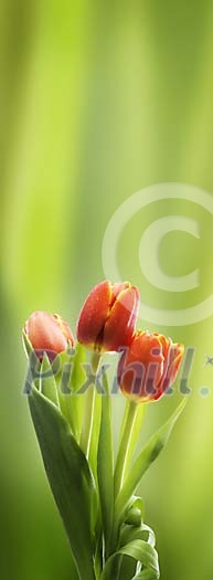 Three tulips on a green background