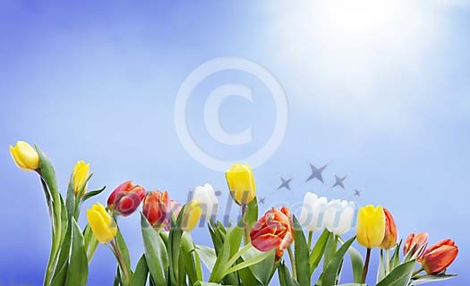 Different coloured tulips under the sun