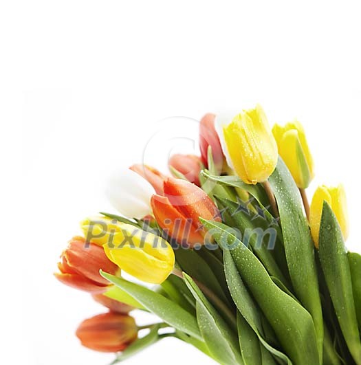 Closeup of a bouquet of tulips
