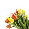Closeup of a bouquet of tulips