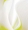 Macro image of a white tulip