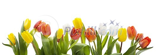 Bunch of tulips on a white background