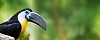 Toucan closeup