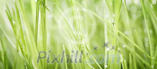 Wet grass closeup