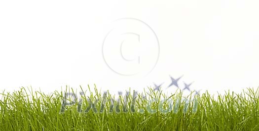 Green grass against white background