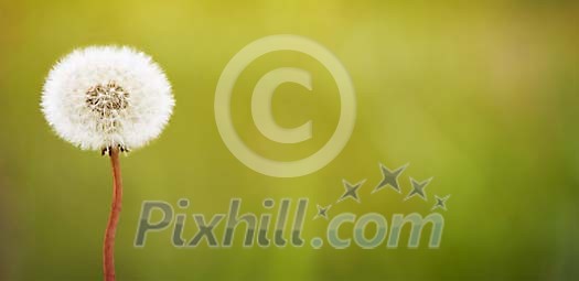 One dandelion on green background One dandelion on green background
