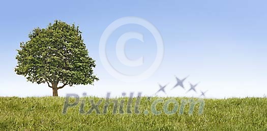 Lonely tree on a field