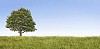 Lonely tree on a field