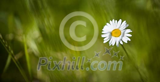 Daisy growing in the grass