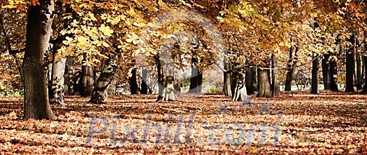 Park in the autumn Park in the autumn