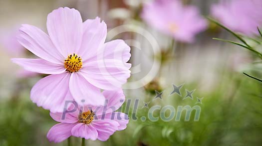 Pretty flowers closeup