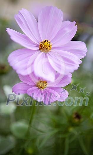 Blossoming flower closeup