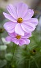 Blossoming flower closeup