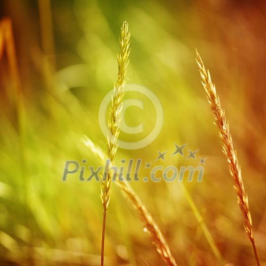 Closeup of a hay on the field