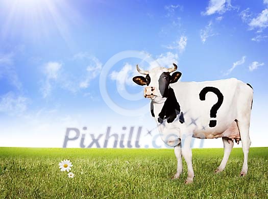Cow with a question mark on her side on the field
