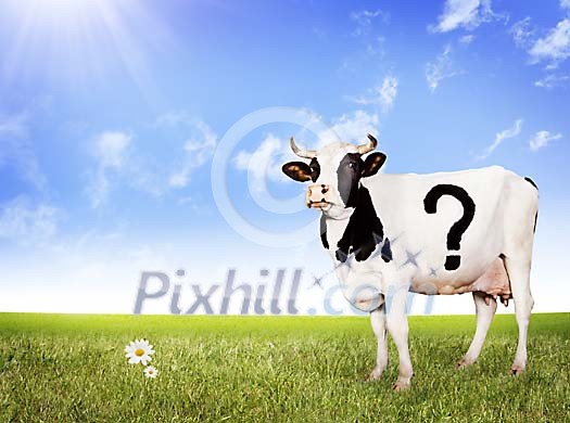 Cow with a question mark on her side on the field Cow with a question mark on her side on the field