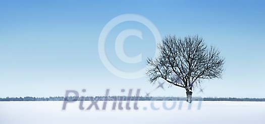 Tree on a snowy field