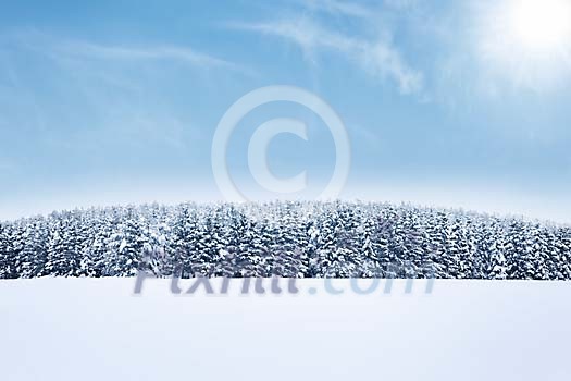 Trees on the hill covered with snow