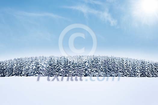 Trees on the hill covered with snow Trees on the hill covered with snow