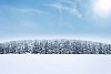 Trees on the hill covered with snow