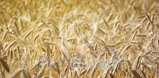 Rye field background Rye field background