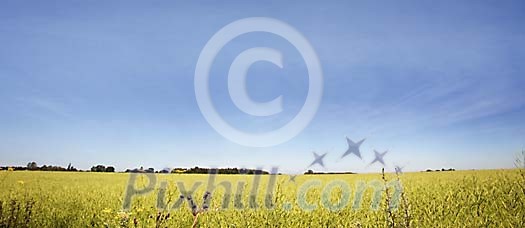 Yellow field under the clear blue sky