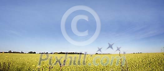Yellow field under the clear blue sky Yellow field under the clear blue sky