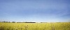 Yellow field under the clear blue sky