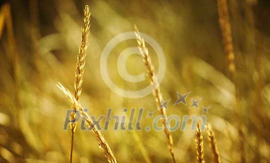 Background image of hay